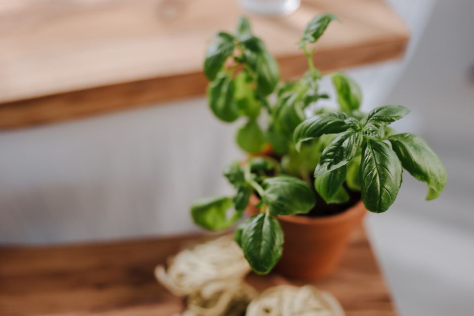 Close-up of a fresh basil plant in a terracotta pot on a wooden table, ideal for culinary themes.